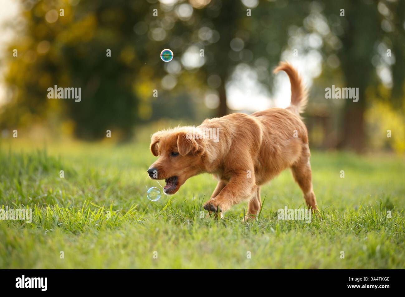 Nova Scotia Duck Tolling Retriever Stock Photo