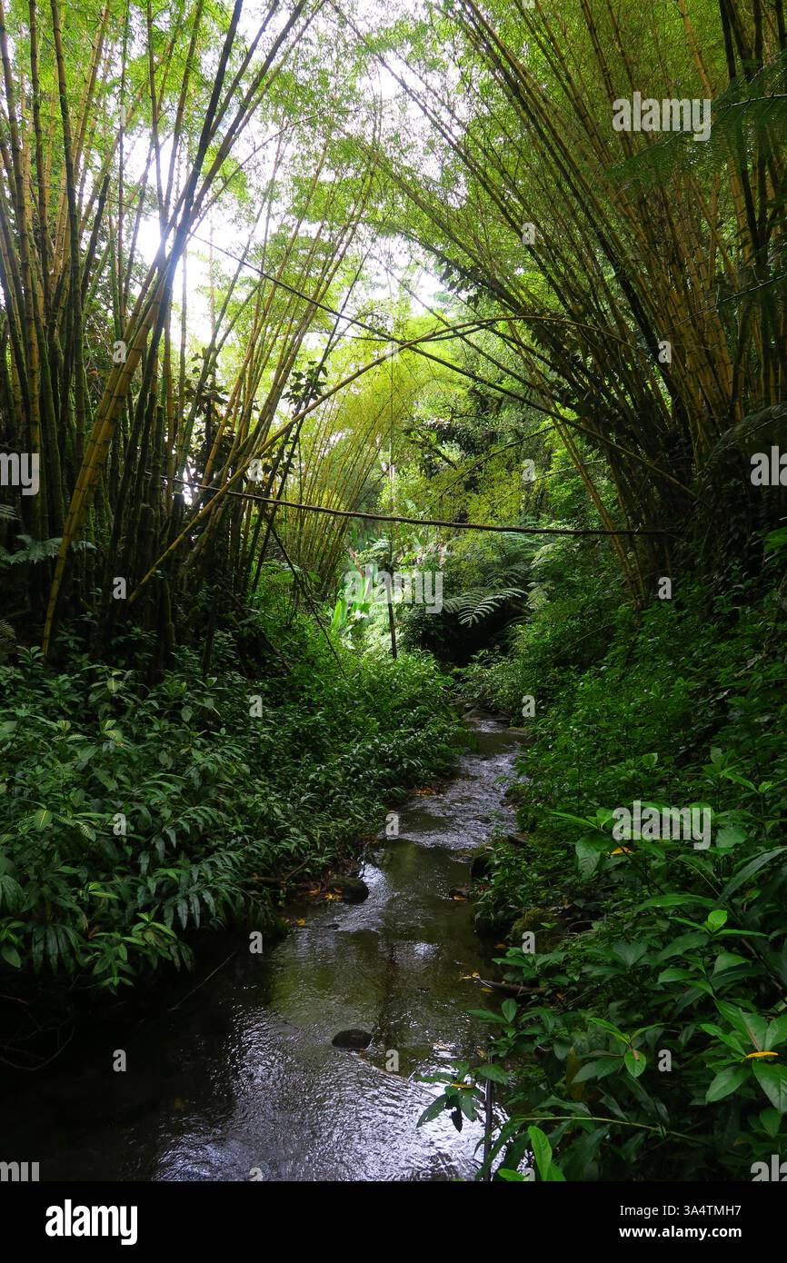 Foliage seen on the hike to 'Akaka Falls, 'Akaka Falls State Park.Hawaii, Big Island USA June 2024 Stock Photo