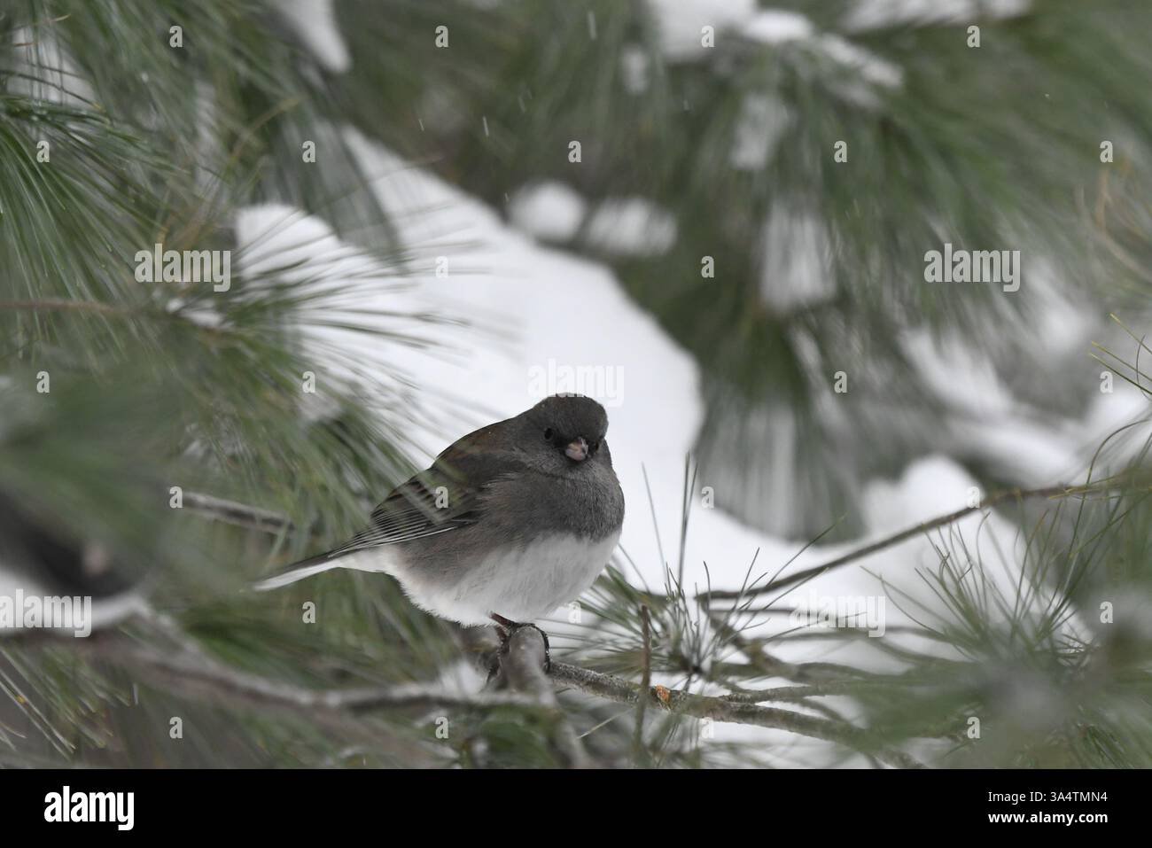 Black-Eyed Junco perched in Pine Tree after snow storm Stock Photo