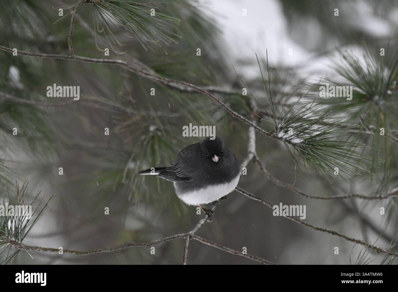 Black-Eyed Junco perched in Pine Tree after snow storm Stock Photo