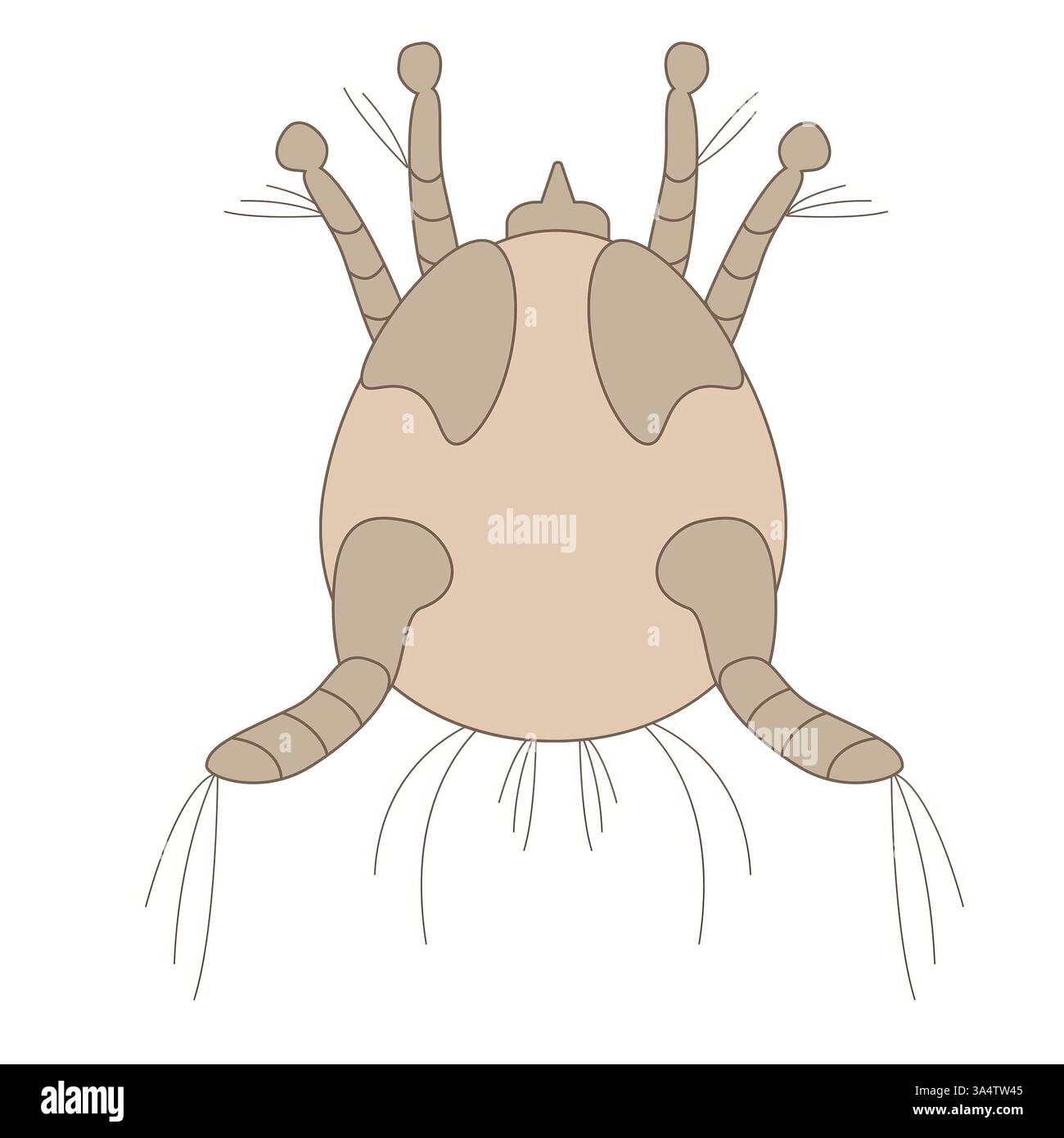 Detailed illustration of a dust mite on a white background Stock Photo