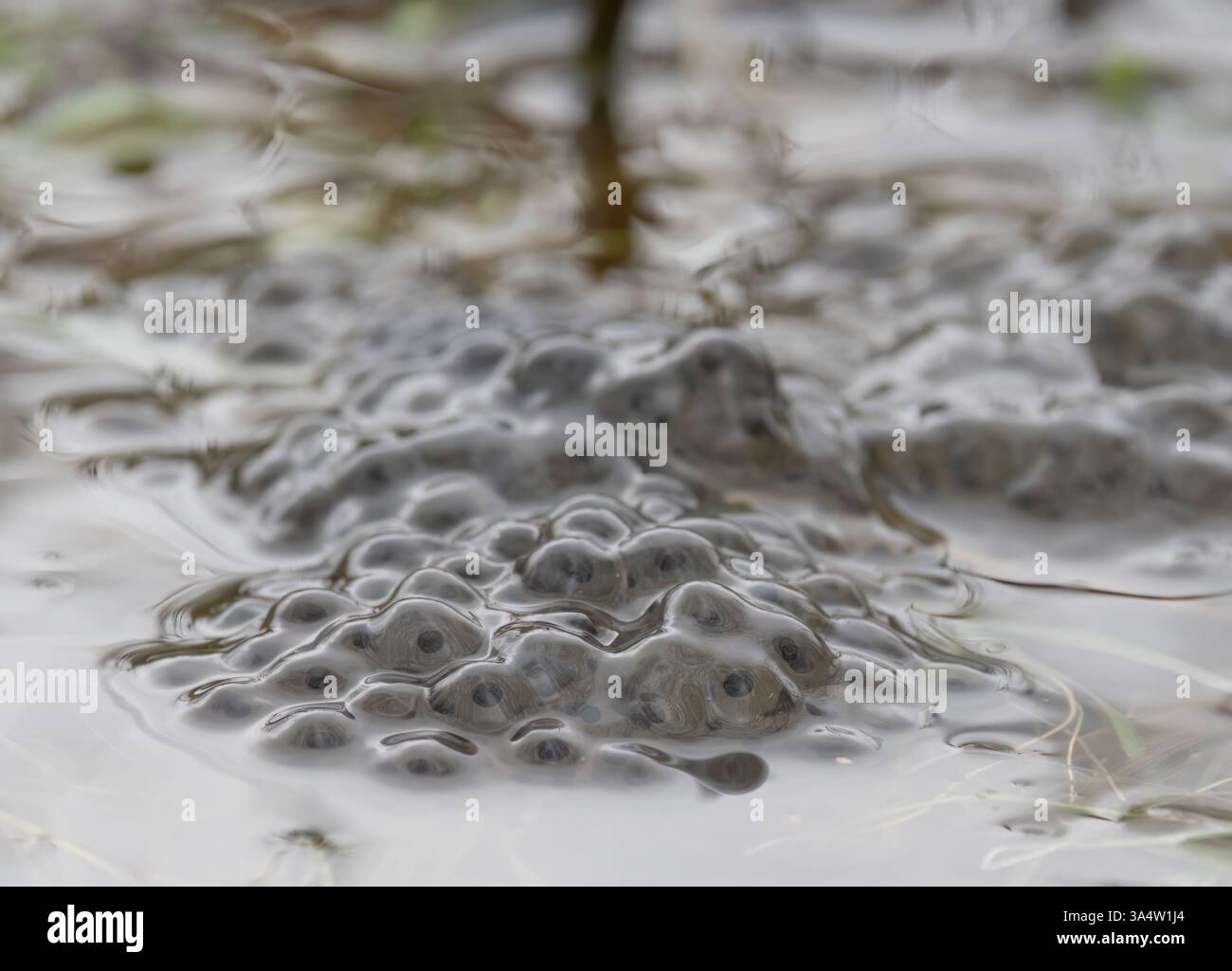 Frogs spawn 2025 hi-res stock photography and images - Alamy