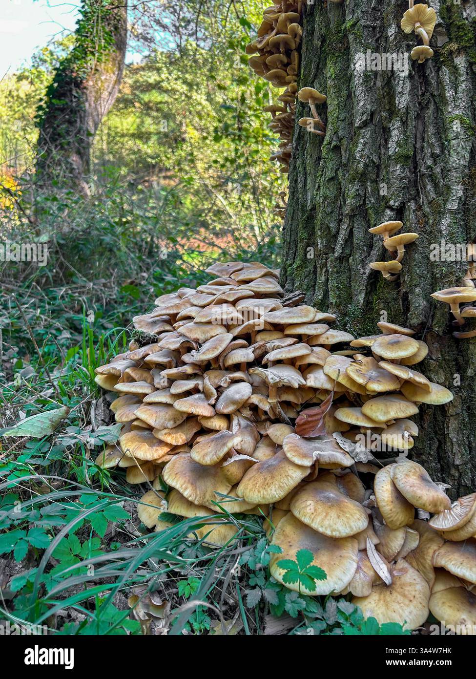 Oyster mushrooms (Pleurotus ostreatus) growing on a tree trunk in their natural habitat, showcasing their delicate texture and unique shape. - Smartphone Captured Stock Image