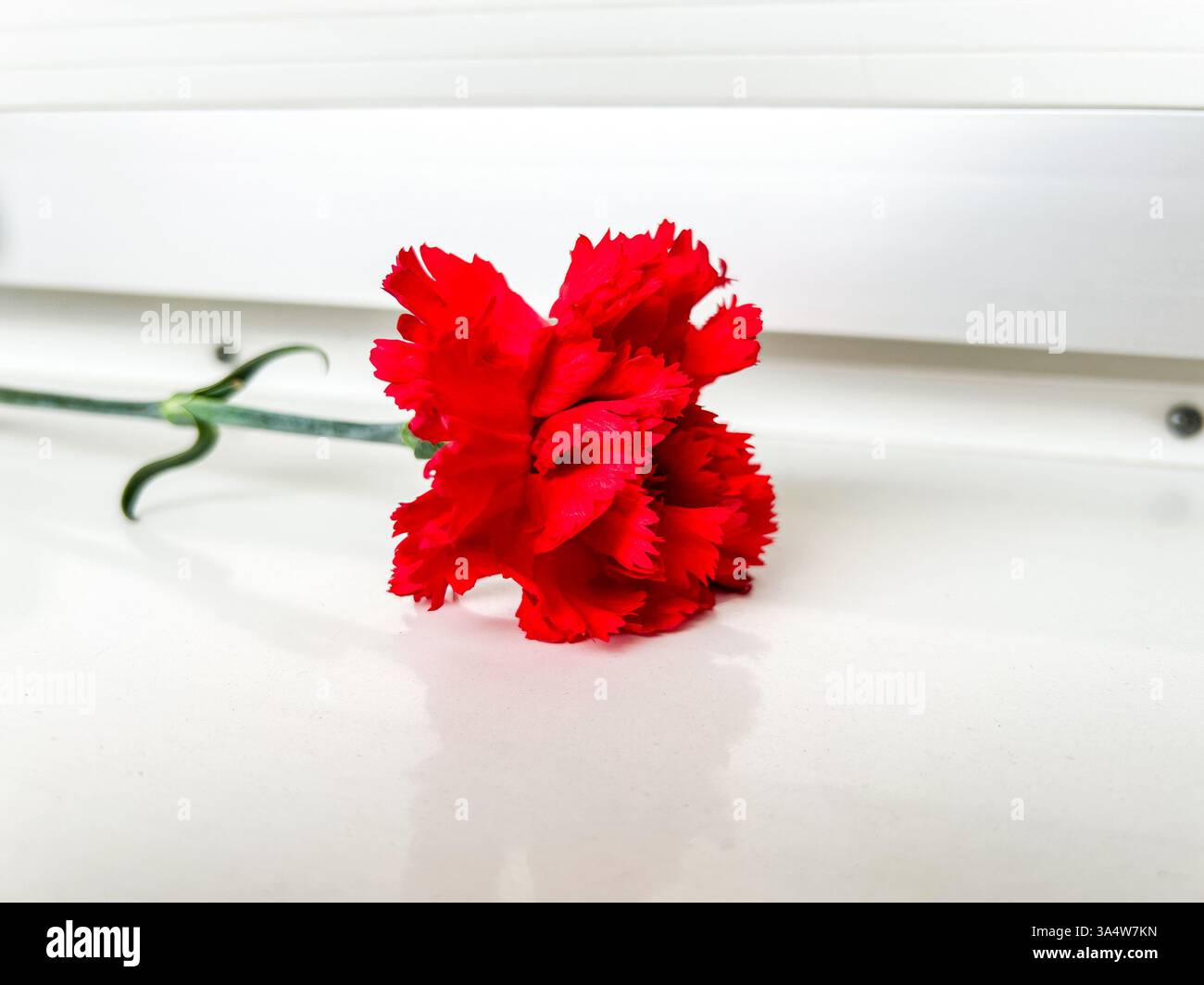 A vibrant red carnation (Dianthus caryophyllus) lying on a glossy white surface, with a soft reflection adding depth. The clean white background. - Smartphone Captured Stock Image