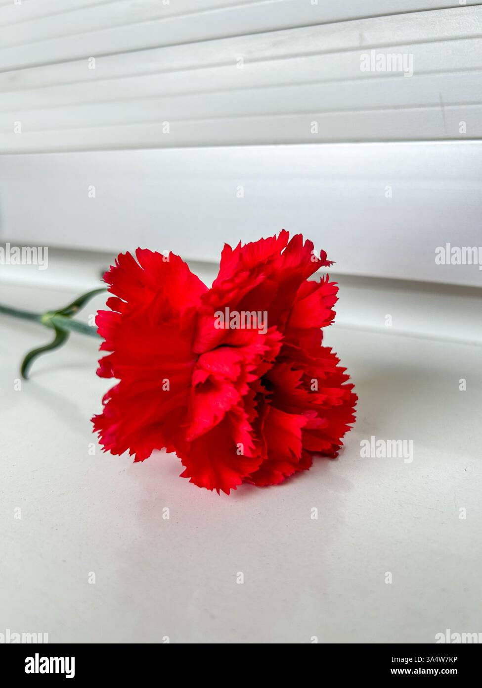 A vibrant red carnation (Dianthus caryophyllus) lying on a glossy white surface, with a soft reflection adding depth. The clean white background. - Smartphone Captured Stock Image