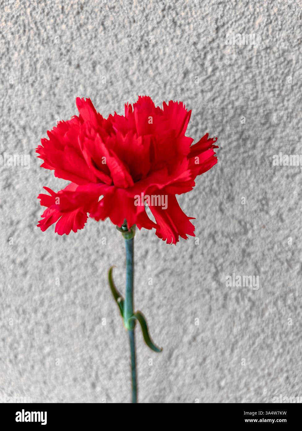 A vibrant red carnation (Dianthus caryophyllus) lying on a glossy white surface, with a soft reflection adding depth. The clean white background. - Smartphone Captured Stock Image