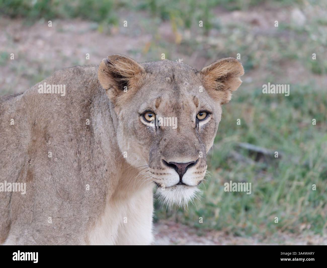 Buy \, image size:1300x1065