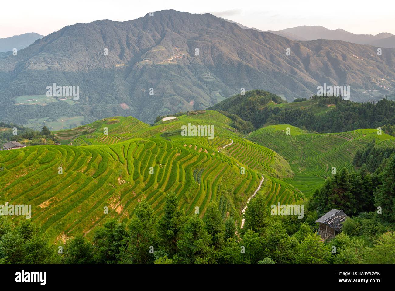 Beautiful layers of the rice terraces of Longji - China, sunrise ...