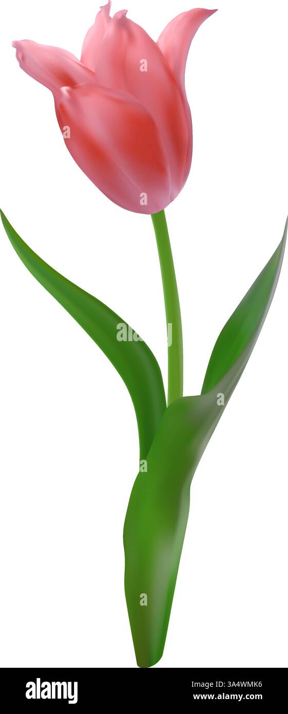Realistic pink tulip flower. Vector illustration of spring symbol Stock ...