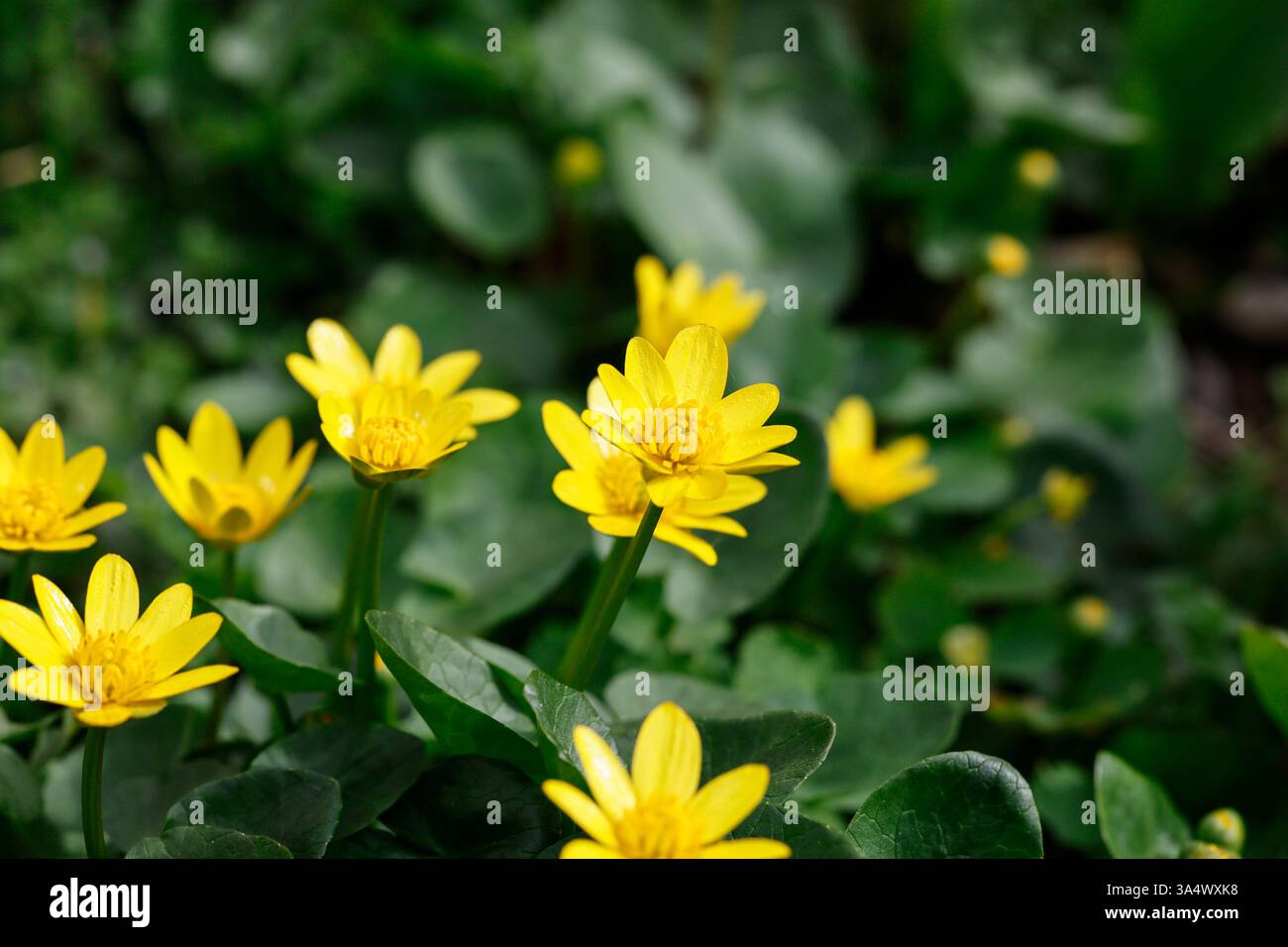 Tiny Yellow Ranunculus In the spring, a Ranunculus ficaria blooms in the botanical garden ...