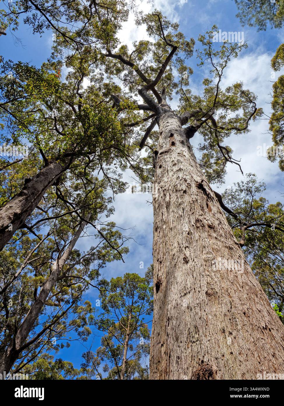 Tingle trees western australia hi-res stock photography and images - Alamy