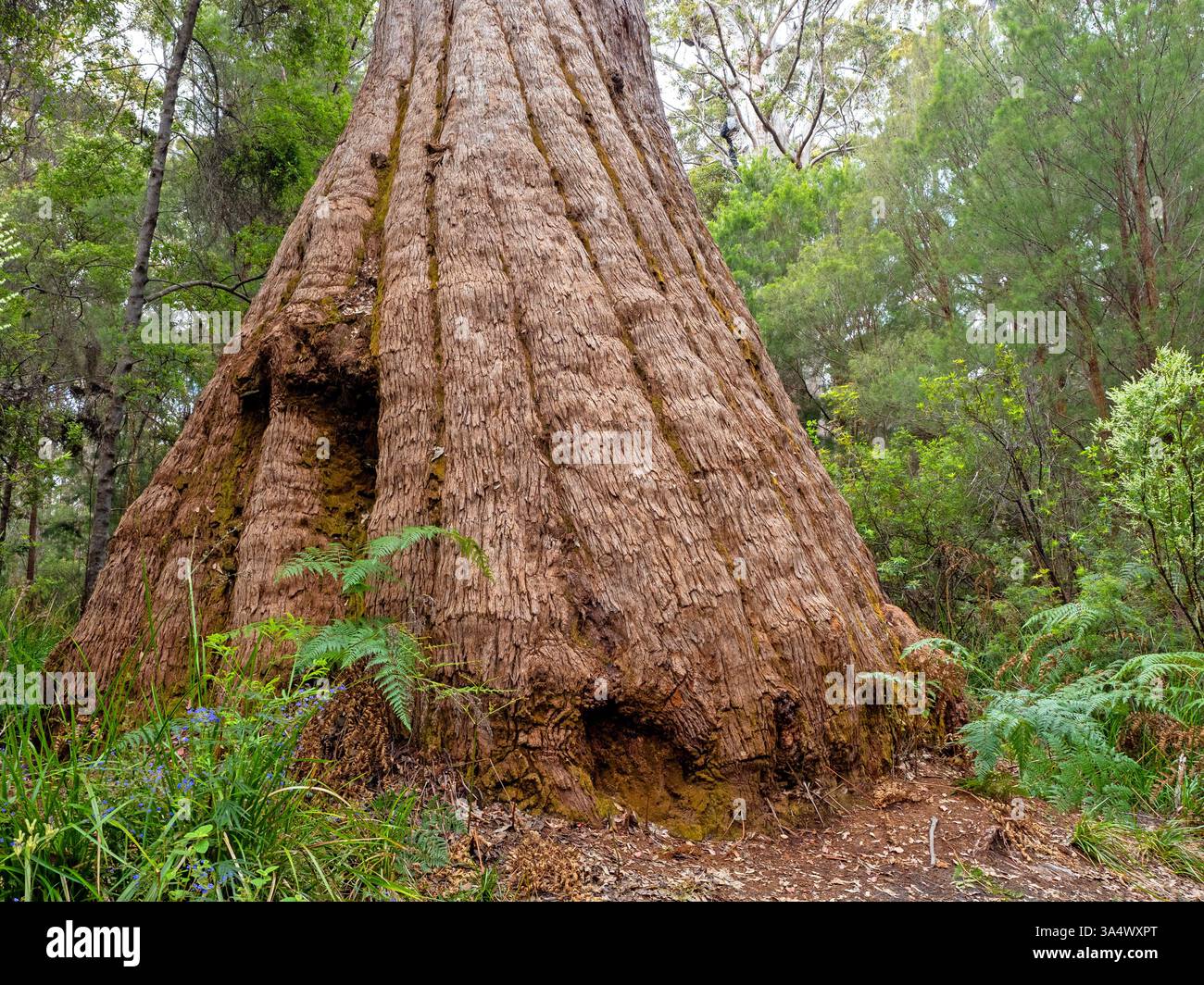 Tingle trees walpole forest australia hi-res stock photography and ...