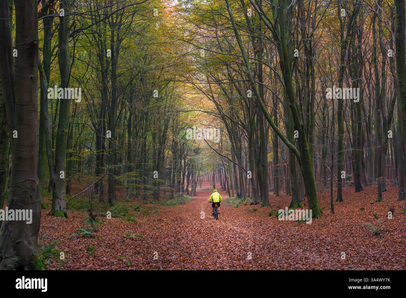 A cyclist with a hi viz jacket enjoying themselves under the autumnal beech trees on the South Downs in autumn Stock Photo