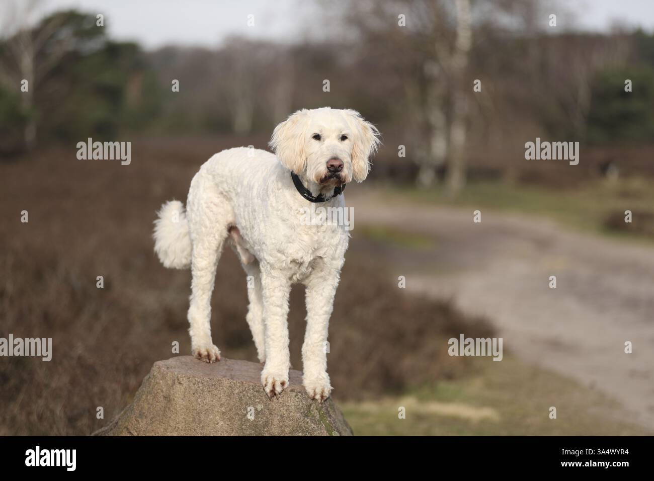Beige middle poodle dog standing hi-res stock photography and