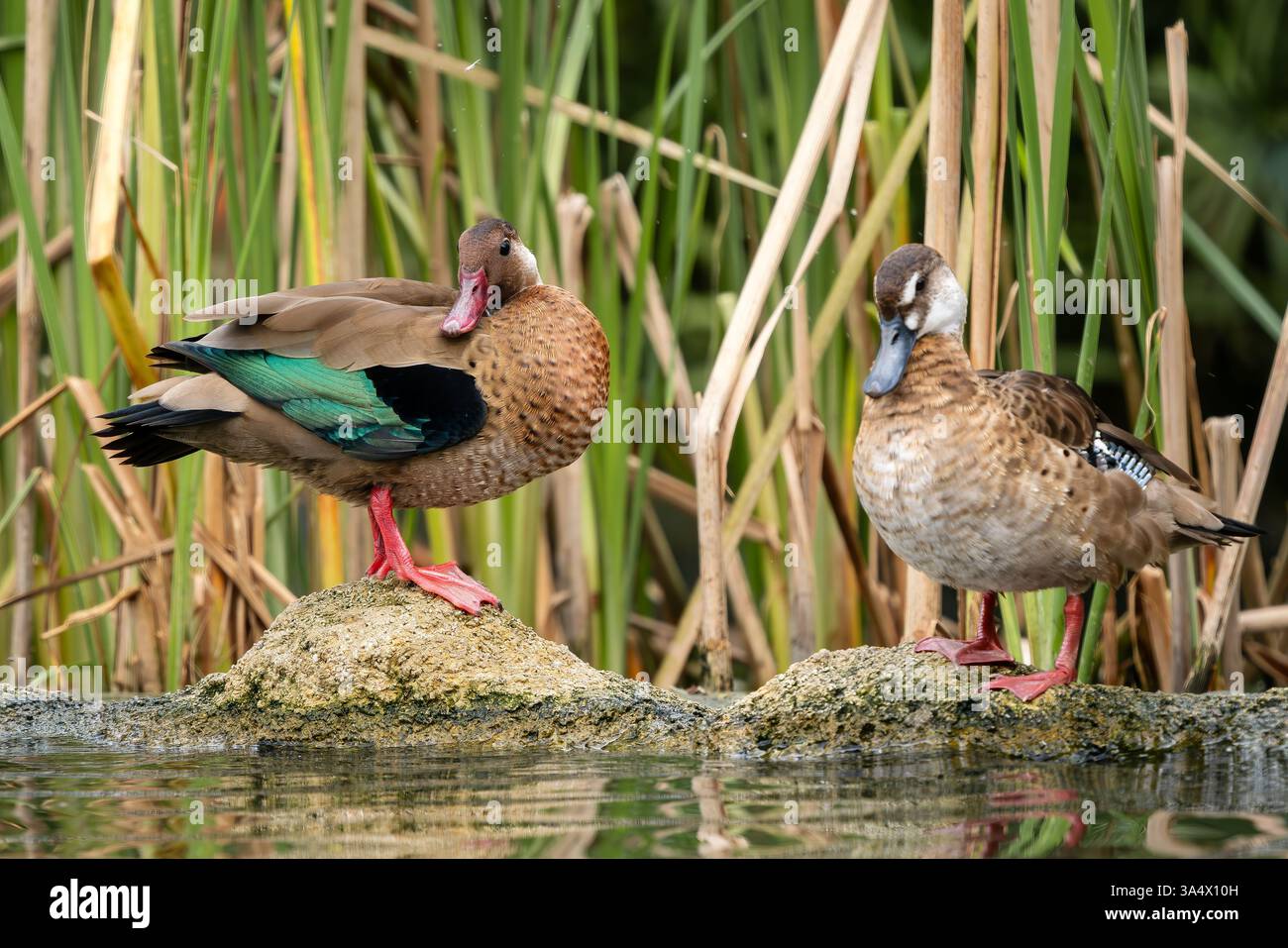 Brazil Duck Brazilian Teal - Amazonetta brasiliensis, beautiful colored duck from ...