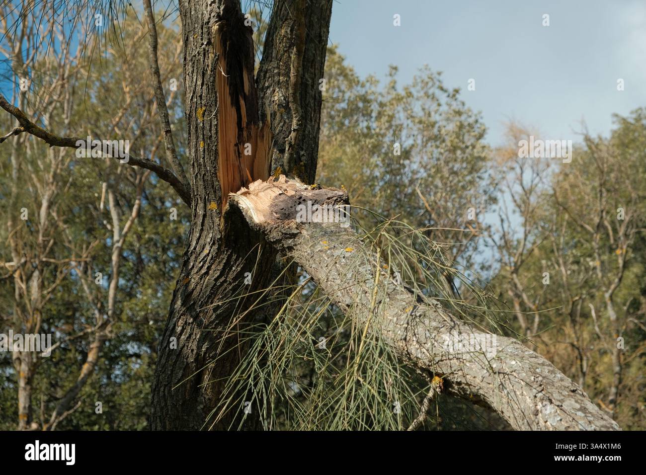 Mount Etna broom tree broken branch due to exceptional bad weather and low altitude winter snowfall in Etna Park, Sicily, Italy Stock Photo