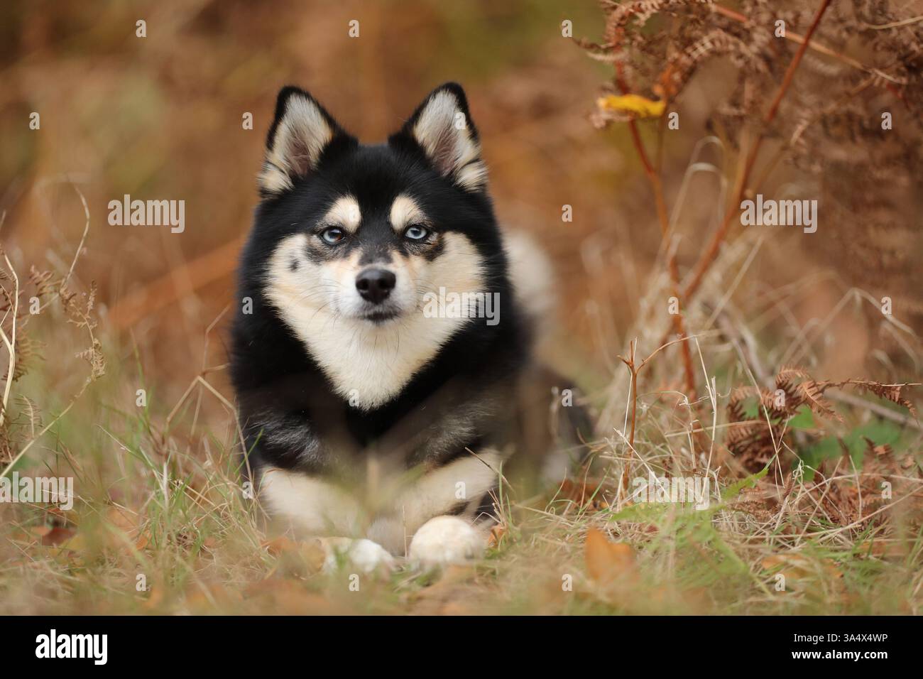 Pomsky Stock Photo