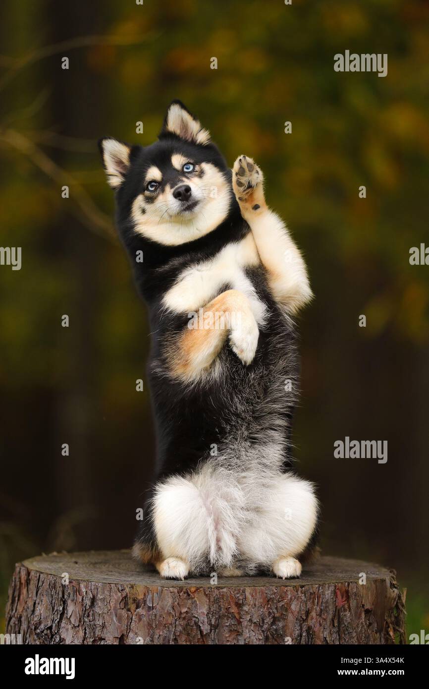 Pomsky Stock Photo
