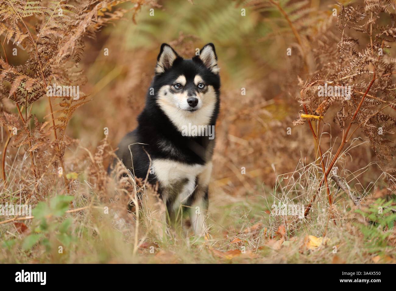 Pomsky Stock Photo