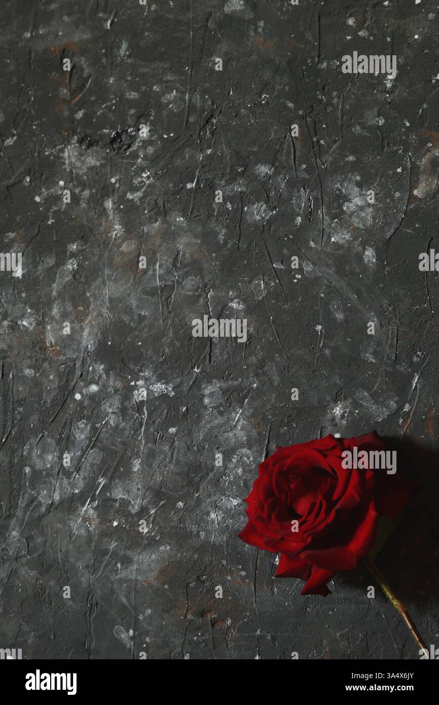 One red rose on dark grunge background Stock Photo