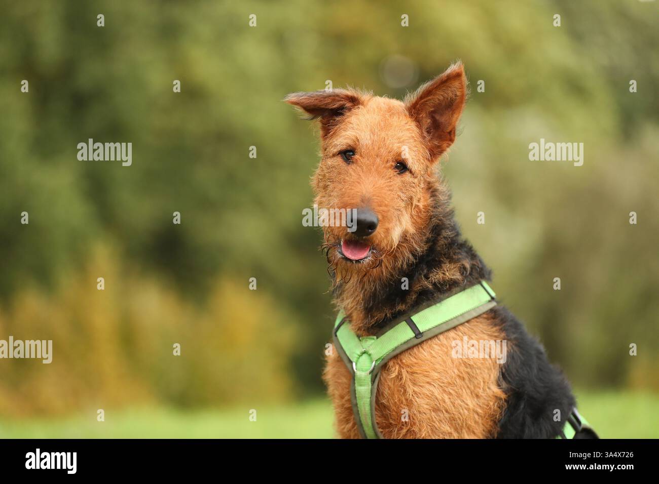 Airedale Terrier Stock Photo