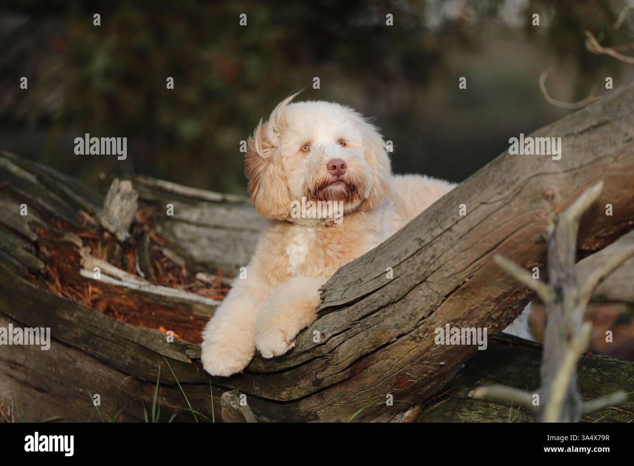 blonde Australian Labradoodle Stock Photo