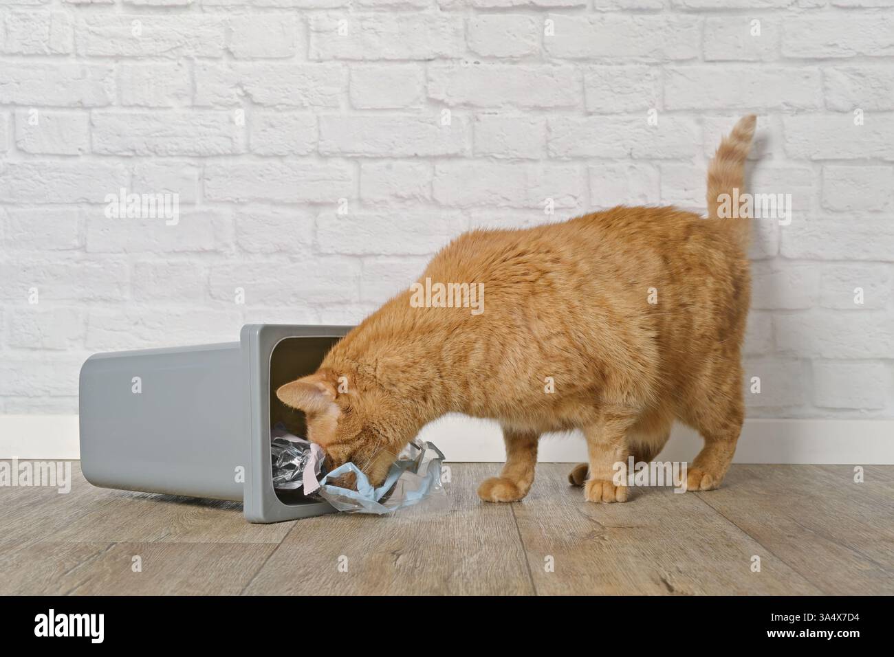 Ginger cat searchijng for food in a overturned trashcan. Stock Photo