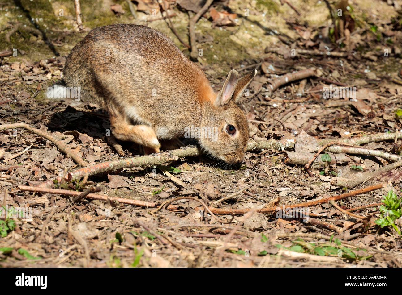 Whitetail Rabbit Rabbit Oryctolagus cunniculus, long ears small white tail long back ...