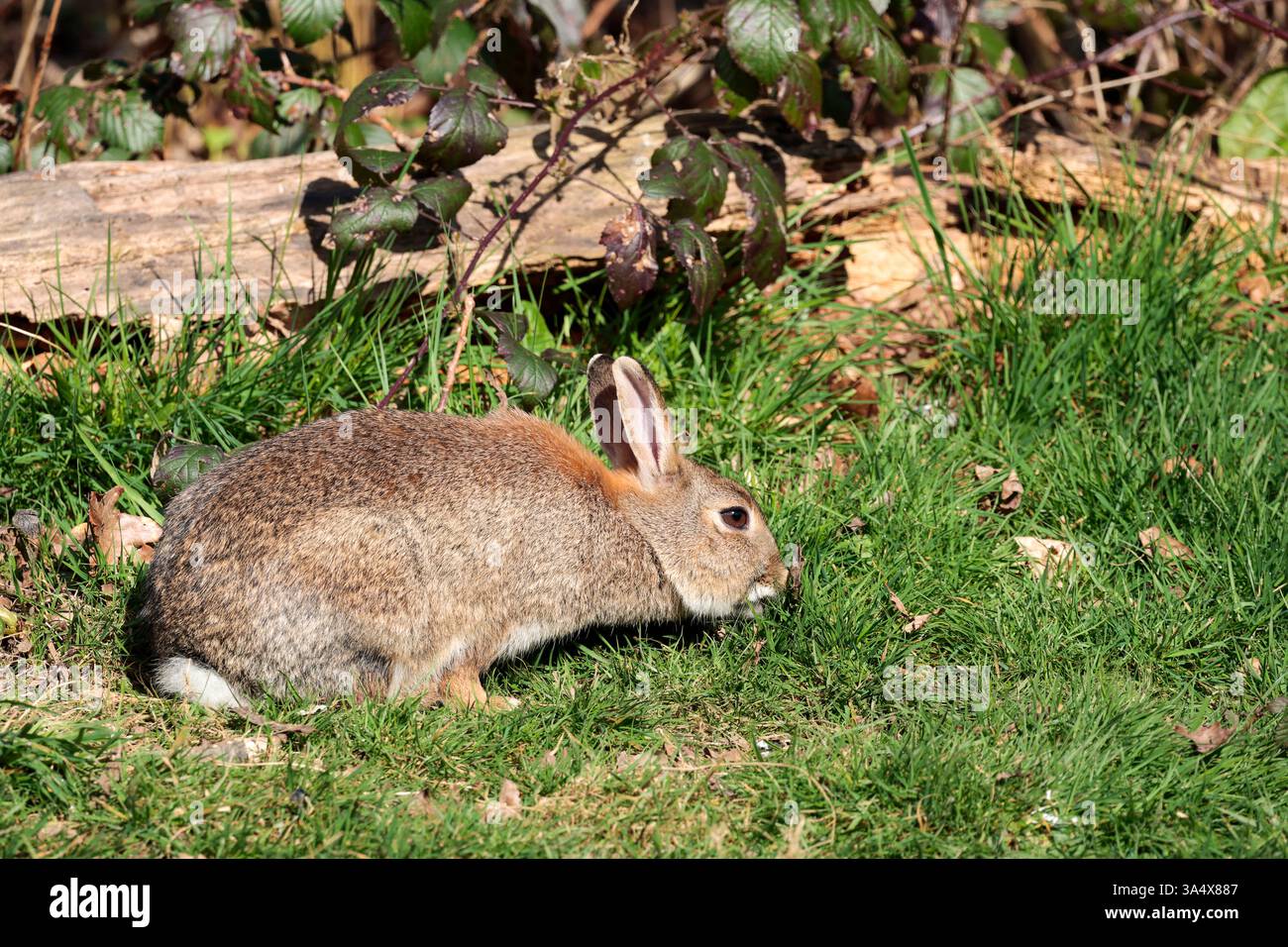 Whitetail Rabbit Rabbit Oryctolagus cunniculus, long ears small white tail long back ...