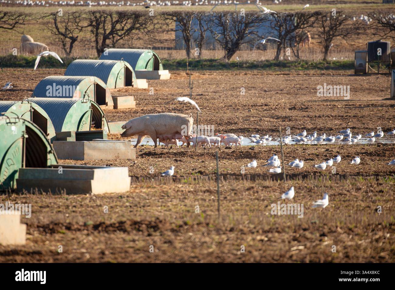 Pig and piglets on a farm with pig sty outside with muddy field Stock Photo