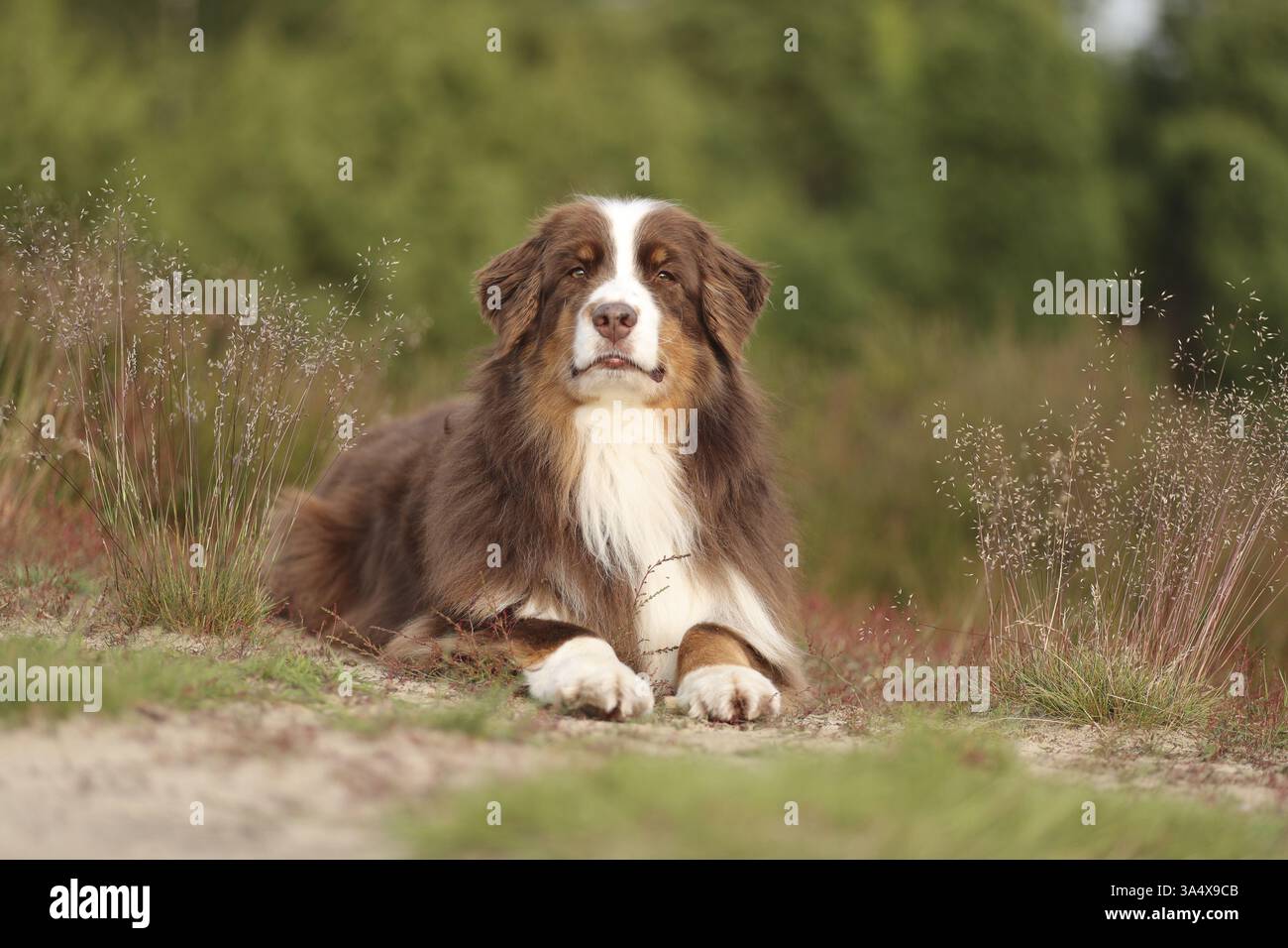 red-tri Australian Shepherd Stock Photo