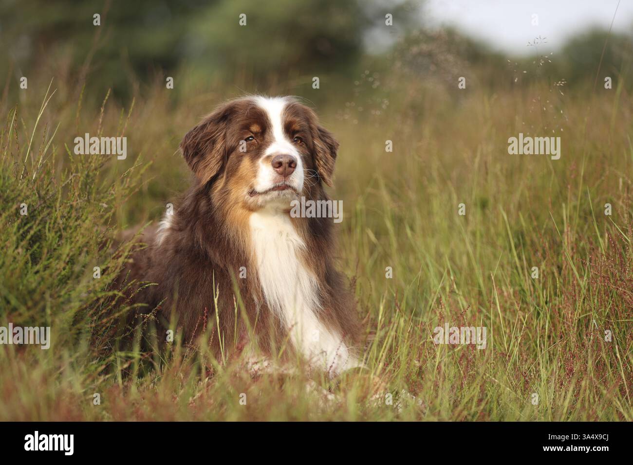 red-tri Australian Shepherd Stock Photo