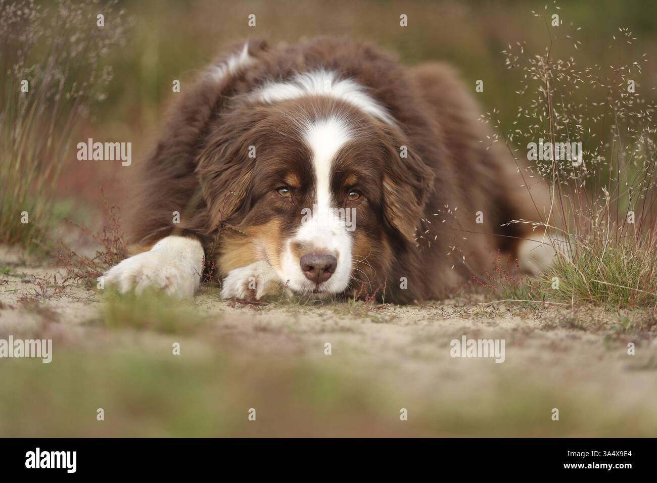 red-tri Australian Shepherd Stock Photo