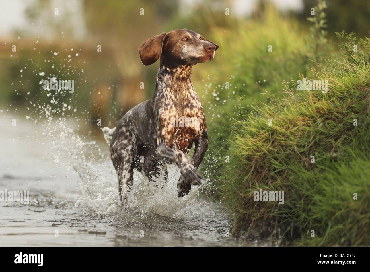 German Shorthaired Pointer Stock Photo