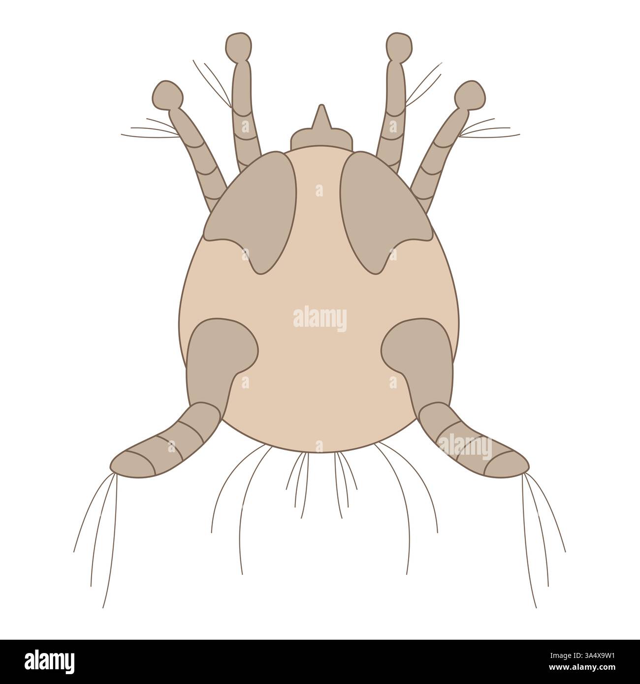 Detailed illustration of a dust mite on a white background Stock Vector