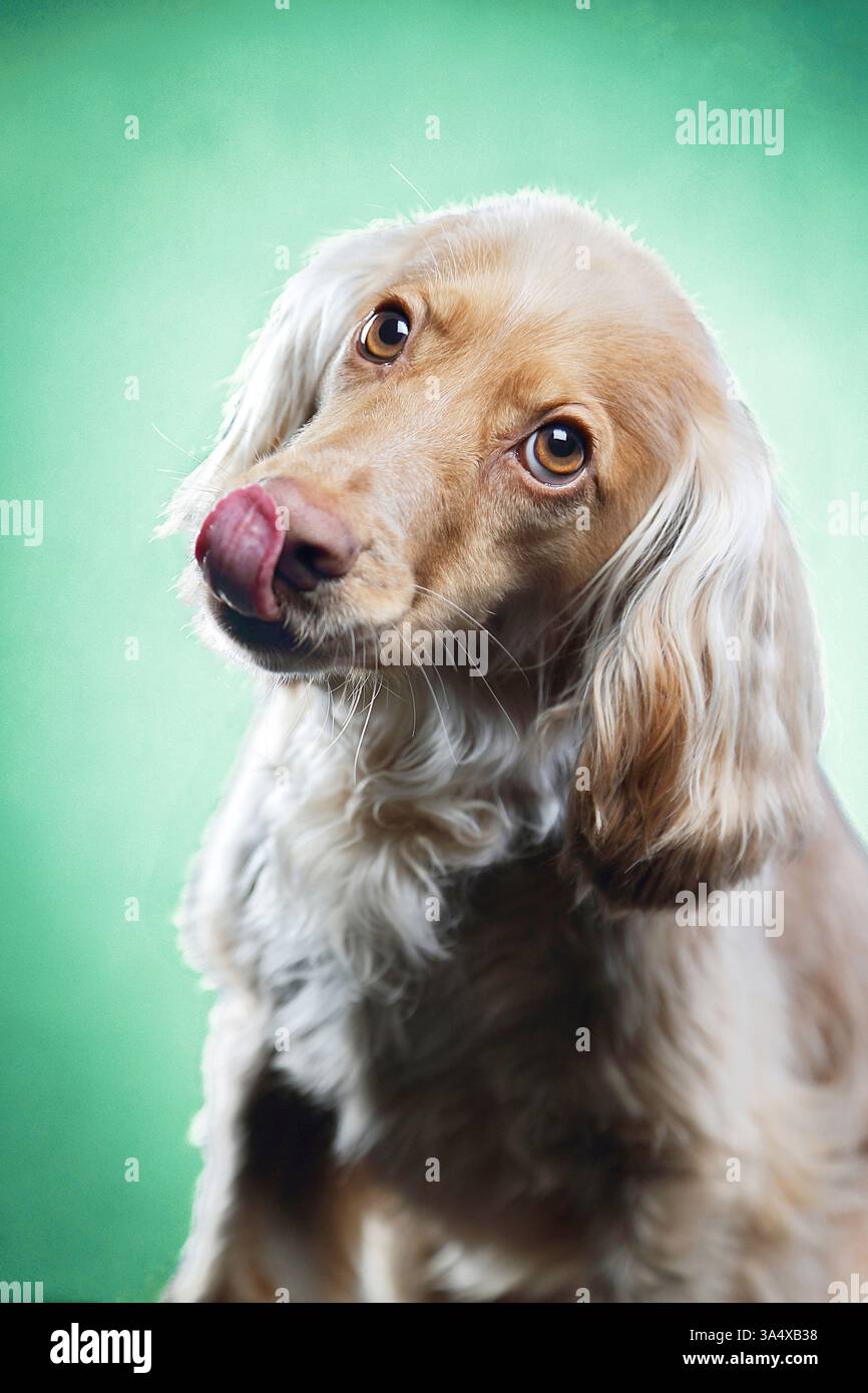 English Cocker Spaniel in studio Stock Photo