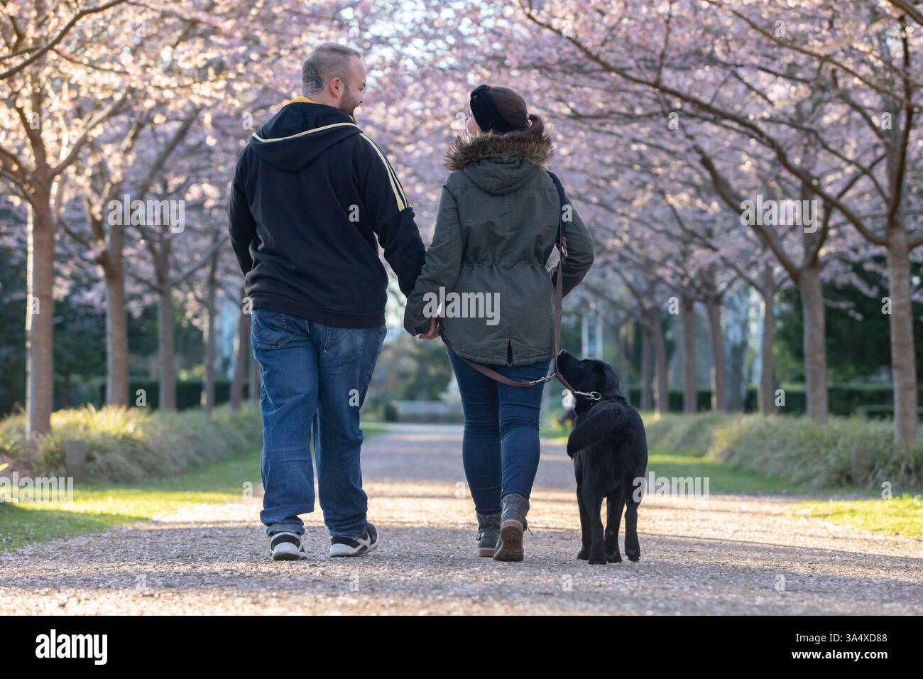 Back view black labrador retriever hi-res stock photography and images ...