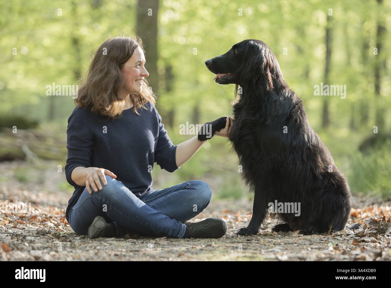 Flat Coated Retriever Stock Photo