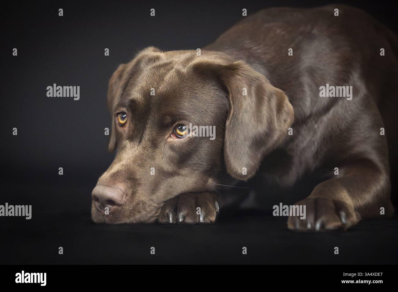 Labrador Retriever Stock Photo