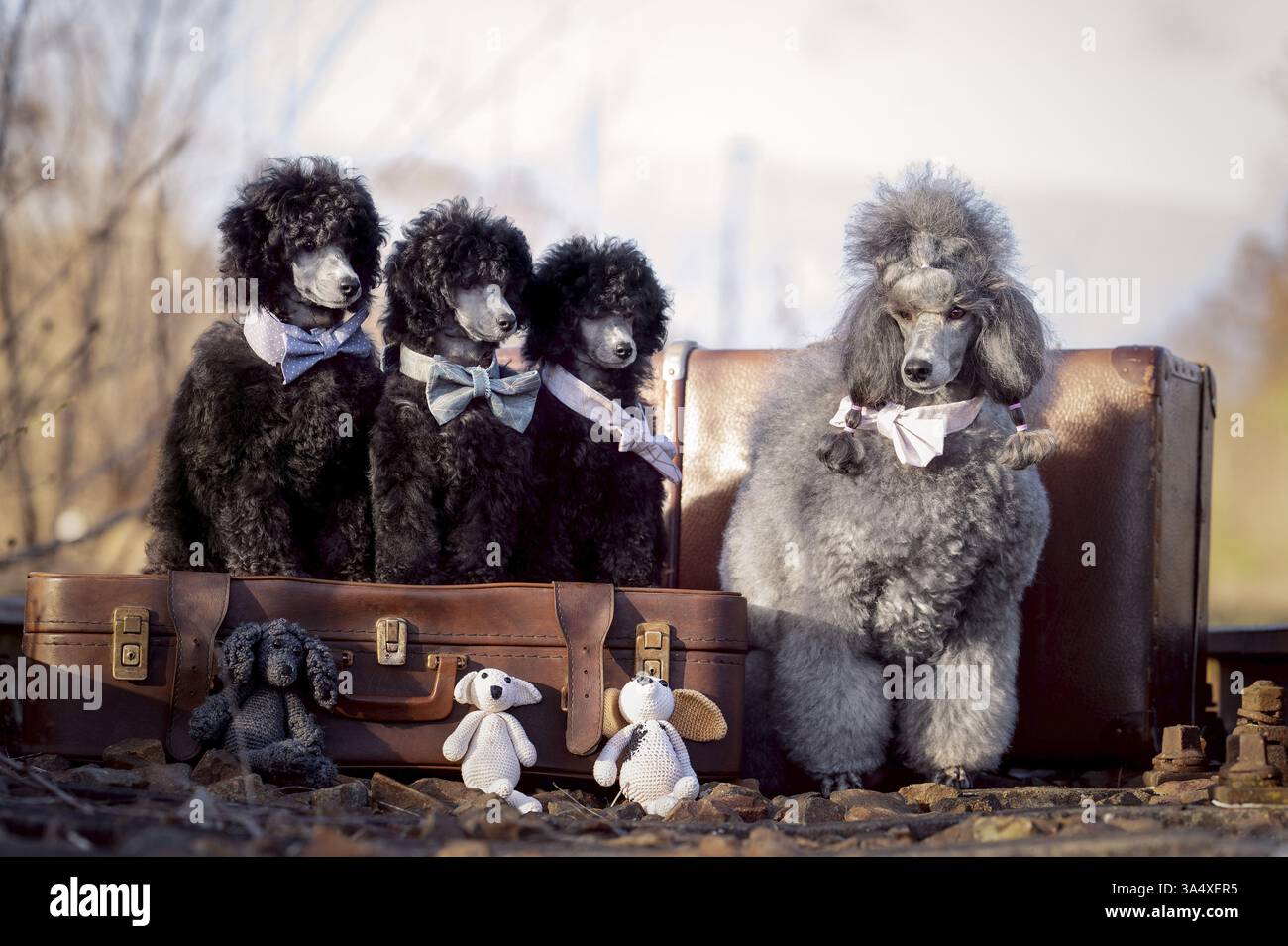 Royal Standard Poodles Stock Photo - Alamy