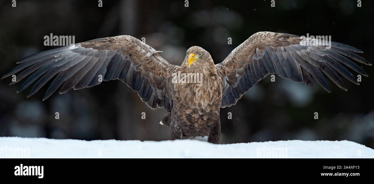 White-tailed eagle wingspan on snow Stock Photo