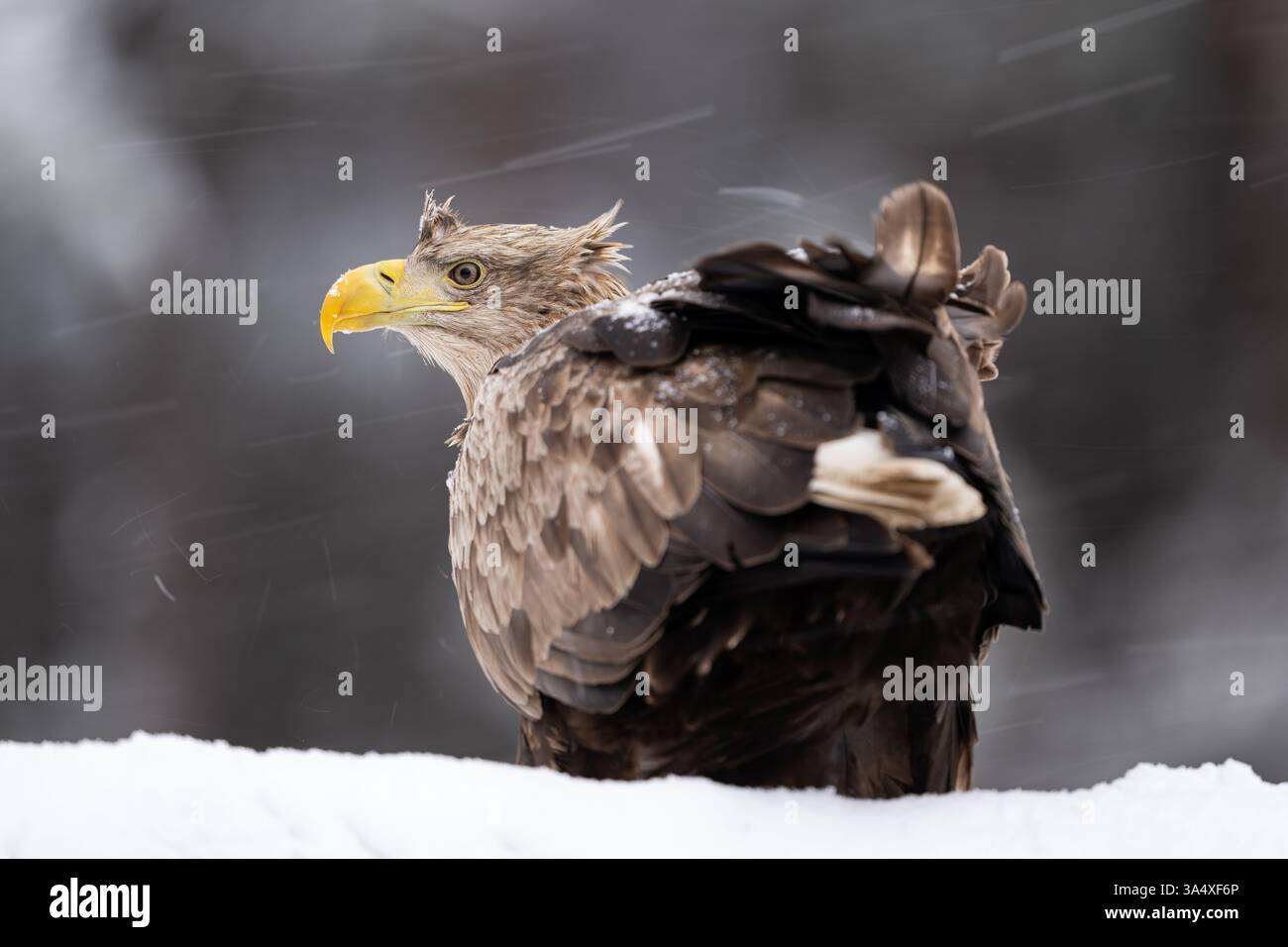White-tailed eagle on snow in the forest scenery Stock Photo