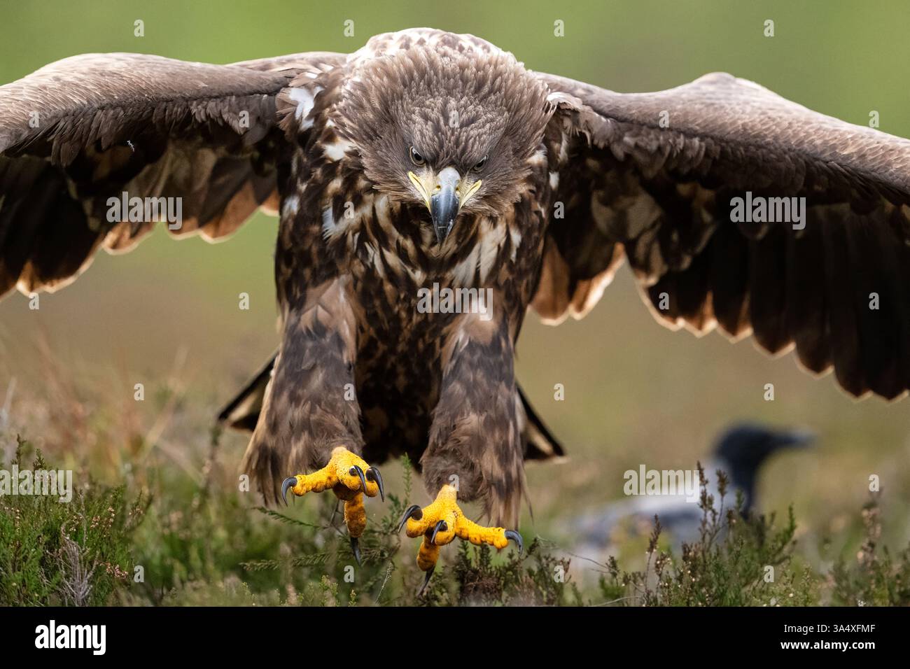 Eagle landing with forest background Stock Photo