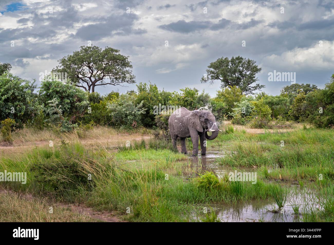 An African bush elephant (Loxodonta africana) uses its trunk to wash at a waterhole, Sabi Sand Game Reserve by Kruger National Park, South Africa Stock Photo