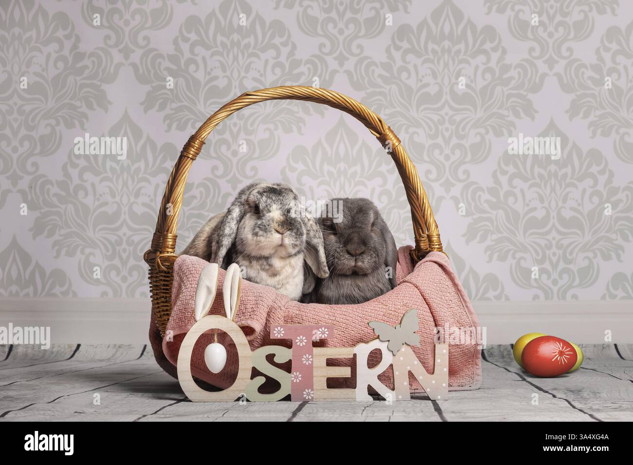 lop-eared bunny Stock Photo