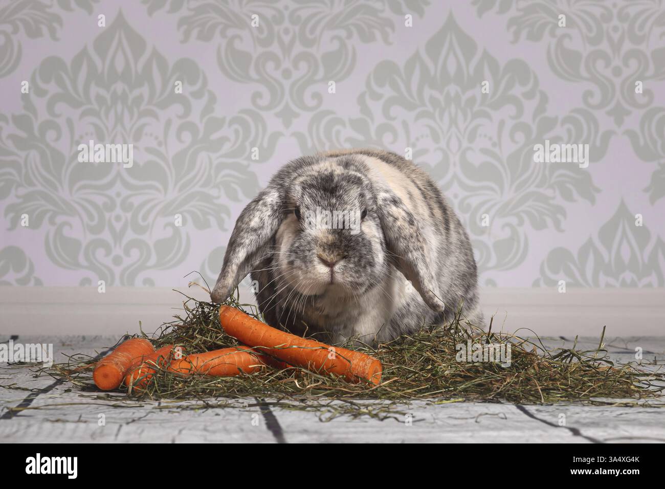 lop-eared bunny Stock Photo