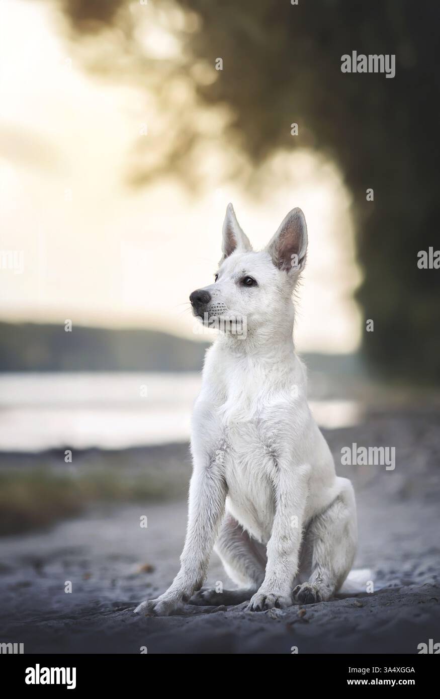 Berger Blanc Suisse Stock Photo