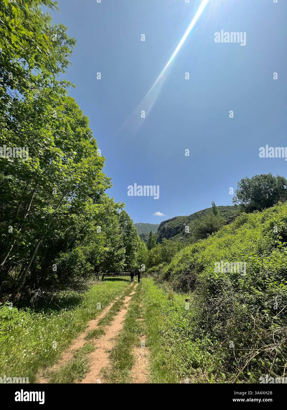 A scenic hiking trail surrounded by lush greenery under a clear blue sky, offering a peaceful escape into nature. - Smartphone Captured Stock Image
