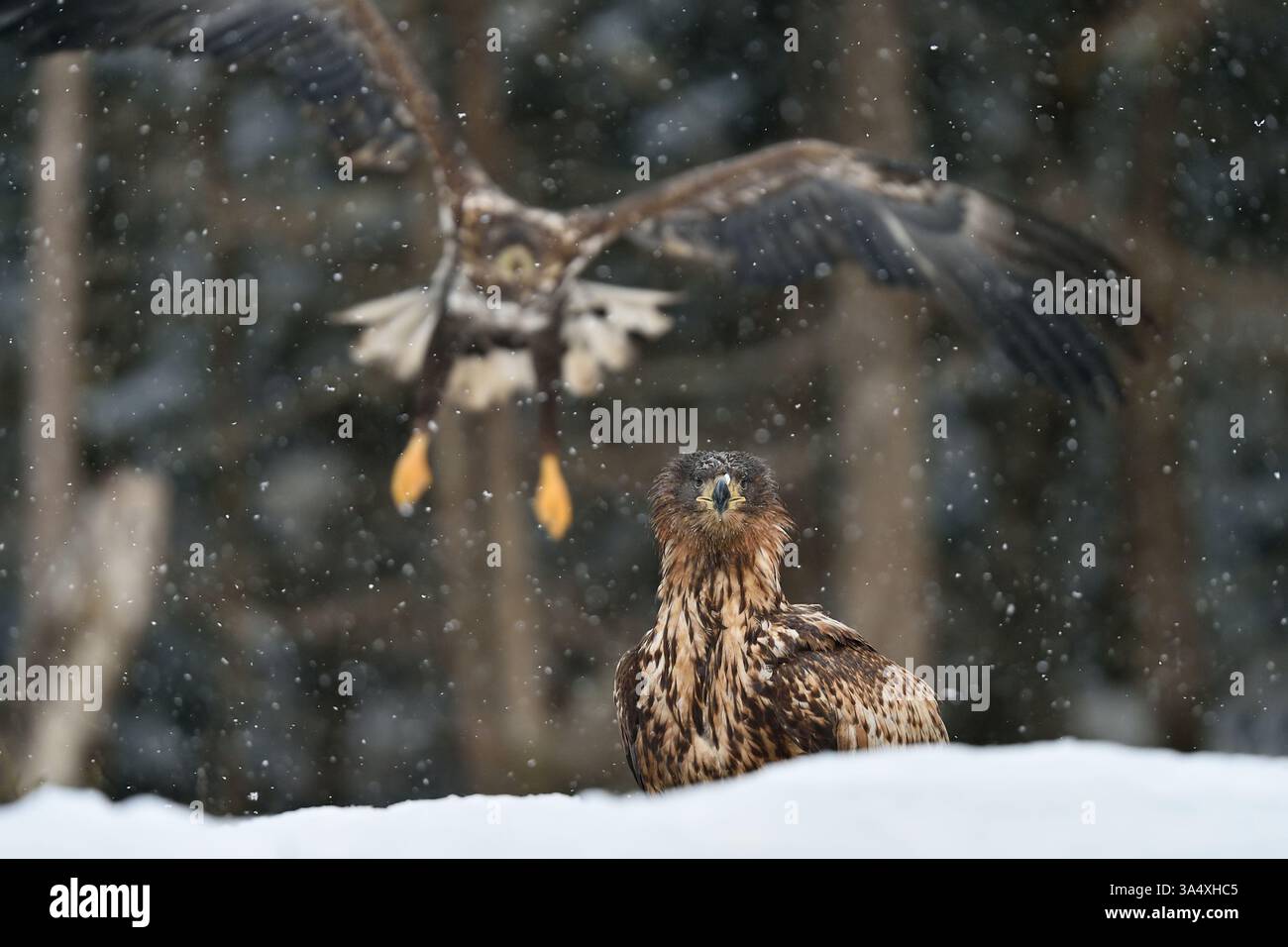 eagle with flying eagle on the background Stock Photo