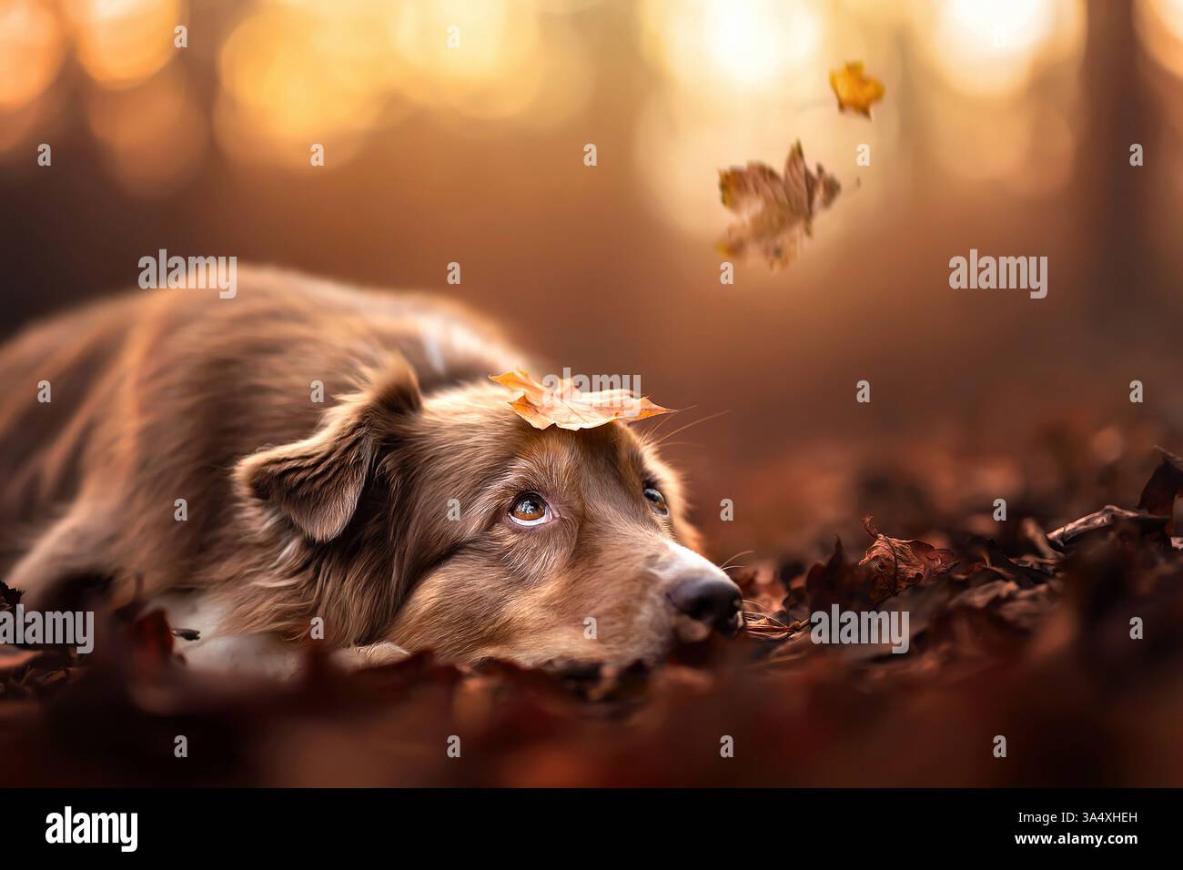 Australian Shepherd Stock Photo